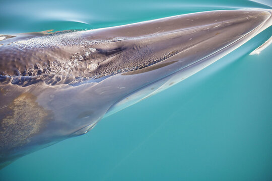 Studying the Ocean Floor with Whale Songs