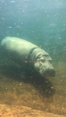 Adventures at the Adventure Aquarium