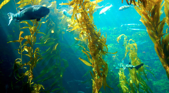 The Value of Seaweed