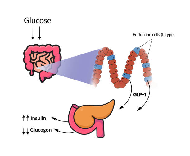 GLP-1 release by the cells of the small intestine and colon. L-cells produce glucagon-like peptide in response to glucose, fructose, galactose vector illustration